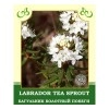 Labrador Tea Sprout