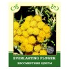 Everlasting Flower