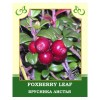 Foxberry Leaf 35g