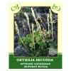 Orthilia Secunda 25g
