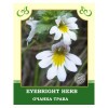 Eyebright Herb 50g