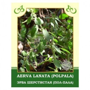 Aerva Lanata (Polpala) 35