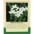 Bedstraw Herb 35g
