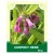 Comfrey Herb 50g