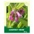 Comfrey Herb 50g