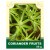 Coriander Fruits 50g