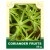 Coriander Fruits 50g