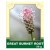 Great Burnet Root 50g