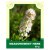 Meadowsweet Herb 50g