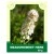 Meadowsweet Herb 50g