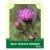 Milk Thistle Powder 50g