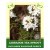 Labrador Tea Sprout