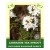 Labrador Tea Sprout