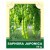 Saphora Japonica 30g