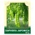 Saphora Japonica 30g