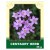 Centaury Herb 35g