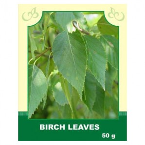 Birch Leaves