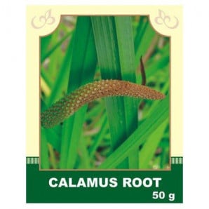 Calamus Root