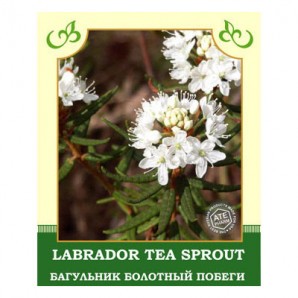 Labrador Tea Sprout