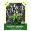 Ортилия однобокая (Боровая матка) 25g