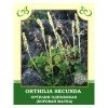 Ортилия однобокая (Боровая матка) 25g