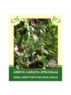 Эрва Шерстистая (Пол-Пола)
