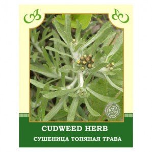 Сушеница топяная трава